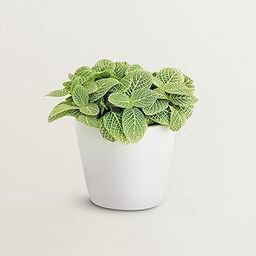 Fittonia Mini (With Pot) - Any Colour Brilliant Pink Leaves Healthy Live Plant (Healthy Live Plant)-image-95
