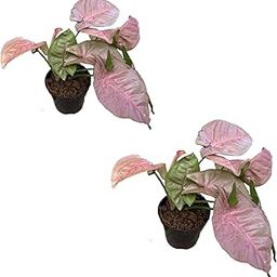 EARTH EDEN EMPORIUM Syngonium Podophyllum Live Plant – Low-Maintenance Air-Purifying Indoor Plant – Decorative Green Foliage for Home, Office & Balcony (Pink, 2, count)-image-3