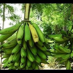 OhhSome Great Plant Nenthran Ethakkai For Chips Home Garden (Healthy Live Plant)-image-99