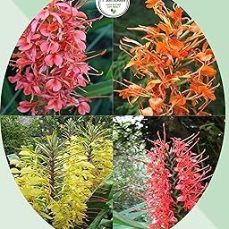 Haritadhara Hedychium Ginger Lily Multicolor Flower Bulbs For Home Gardening Summer Special(Pack of 4+1 Free Bulb) Mostly Special Use for Cut Flowers-image-14