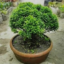 Bonsai banyan tree live plant big, with pot (pack of 1)-image-46