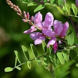 Neelamari (Indigofera Tinctoria) Exotic Live Plant Healthy Live (Healthy Live Plant)-image-67