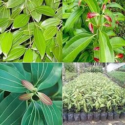 Bay leaf plant, Live Bay leaves plant Tej patta Tamalpatra Indian bay leaf pack of 1-image-64