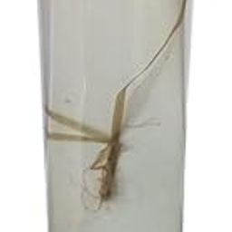 Vallisneria Specimen (Botany Specimen) Brand OM Labs-image-26
