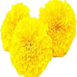 Fresh Flower Marigold Yellow, 250 g-image-64