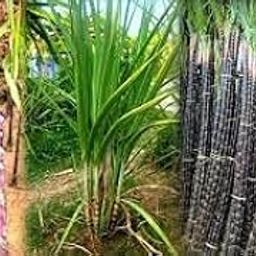 Filipino Black Sugarcane has a different black appearance from the local variants. This sugarcane gets up to 15-20 feet high and becomes ripe in 10-11 months.-image-54