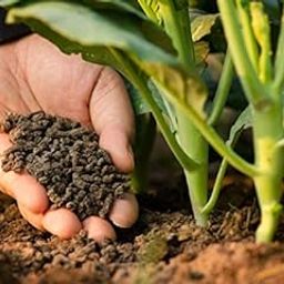 Creative Farmer Vermi Compost -Boost Flowering Flower Fertilizers (500 Gram)-picture-18