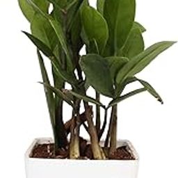 PlantaZee Black Gold ZZ Plant Zamioculcas Zamiifolia Plant with 3 Inch Plastic Pot Decorative Plant for Home-image-67