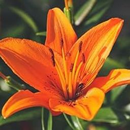 Asiatic lily flower bulbs mix color,Bulbs for asiatic lilly flower mix colour (Pack of 6)-image-10