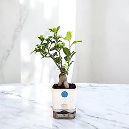 Ficus Bonsai Plant with Self Watering Pot - Live Plant-image-16