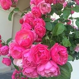 Ritz Farming® Climbing Rose Flower Seeds All session Flowering seeds for Your Home and Gardening Pack of100 seeds (PINK)-image-11