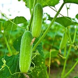 Zeniso® Cucumber Light Green F1 Hybrid Seeds (Kakdi), Indian Vegetable Seeds, High Germination Seeds For Home & Garden-image-52