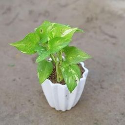 Money Plant Green in 4 Inch Live Designer Garari Ceramic Plant (colour)-image-95