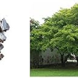 Creative Farmer Neem Cake -Boost Flowering Flower Fertilizers (500 Gram) & Creative Farmer Forest Seeds : Shade Tree For Garden Pongamia Pinnata Seeds - 50 seeds For Growing-picture-28