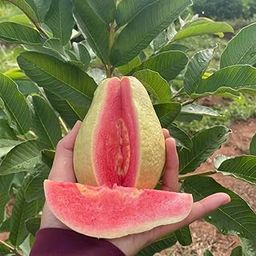 Live Root Thai Red Guava Plant Hybrid All Seasons Amrud Live Tree Red Diamond Guava Plant Original With Pot-image-70