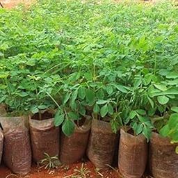 CooPany� Sahjan/Saragavo/Shevaga/Moringa Healthy Live Plant-image-37