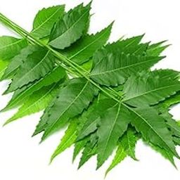 Fresh Organic Neem Leaves, 50g Pack-image-22