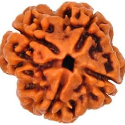 The Himalayan River Four Mukhi Rudraksha Certified/Original Nepali 4 Mukhi Rudraksh/Natural 4 faced Rudraksha (Brown) with Certificate with Ganga Jal from Haridwar and Book On Rudraksha-picture-5