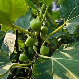 Live Anjeer Plant (Fig), Outdoor Fruit Plant for Home Garden and Balcony with Pot-image-85
