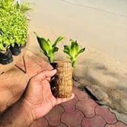 Mini Brazilian Lucky Wood Hydroponic Plant, Indoor Office Plant with Decorative Wood Base, Live Plant (Pot Not Included)-image-66