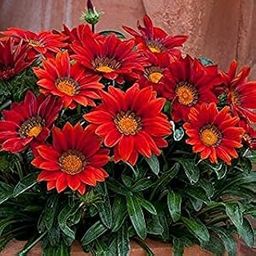 AYWAL Gazania Sunshine Mix Heirloom Flower Seeds (50 Seeds in Packet) G18-image-75