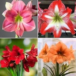 Luxurious Blooms Amaryllis Lily Flowering Bulbs Imported Variety for Indoor and Outdoor Gardening Amaryllis lily Multiple (Pack Of 2)-image-78