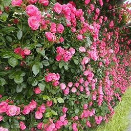IndNursery Climbing Rose Flower Plant All Season | Flowering Plants for Home and Gardening (DARK PINK) (PINK ROSE FLOWER PLANT)-image-54
