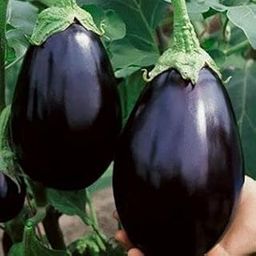 Biocarve Seeds Brinjal Black Beauty Seeds for Home & Terrace Gardening | Indoor & Outdoor Vegetable Seeds - Pack of 1: 100 Seeds-image-56