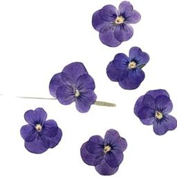 CBM CRAFTARA BY MONIKA Pansy Dried Flowers Purple 12 Pcs Dried Pressed Flower Natural Daisy Flower for DIY Art Crafts Nail Pendant Making Decoration for Candle Epoxy Crafts DIY Jewelry Resin Art-image-6