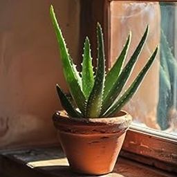 Air purifying Aloe vera Live Plant Indoors, outdoor for Living Room, Table Corner, Balcony, Office,Bed room/Home Decoration pack of 1-image-85