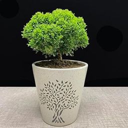 Natural plants for home decor live plant indoor, Kamini bonsai Plant for Garden Indoor (Pack of 1 With pot)-image-67