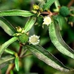 Rameshvar Enterprises | Eclipta Alba Or Bhringraj Live Plant-image-24