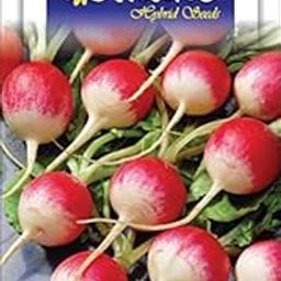 Radish Imported Half Red Round (Tondo) Exotic Seeds Kitchen Garden Packet-image-18