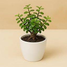 Yo Green succulent plant for Living Room - Healthy Indoor Feng Shui Plant, Low Maintenance, Air Purifying, Home Decor, Gifting, office desk (Jade Plant Big With Ceramic Pot)-image-30