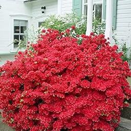 Greenery Nursery Azalea (Red) Flowering Live Plant & Tree (1.5-2.5 Ft Size) For Bush/Shrub/Home Garden (Pack Of 1)-image-18