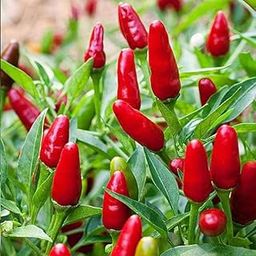 Live vegetable plants green chilli (Pack of 4)-image-69