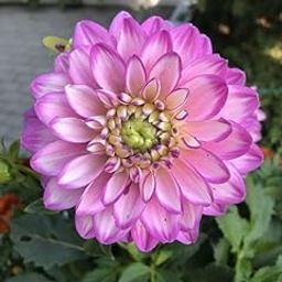 Ritz Farming® dahlia flower bulbss | purple Flowering bulbs for Gardening Pack of 5 bulbs-image-73