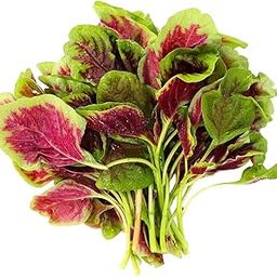 Futaba Tricolor Rare Amaranthus Vegetable Seeds-100Pcs-image-36