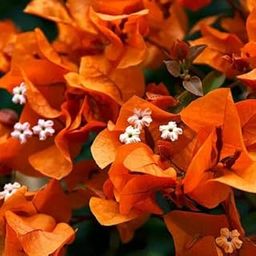 Live Orange Bougainvillea Flowering Plant | Live Outdoor Garden Creeper Climbing Plant | Best for Balcony, Pergola, and Landscape | Perfect for Outdoor with plastic pot-image-40