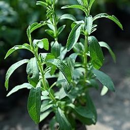 Stevia Plant Live | Healthy Live Plant 1 Pcs for Garden-4