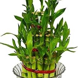 Lucky Bamboo Live Plant | 5 Lucky Bamboo Sticks & Multi color Stones_ Best feng shui plant for Home, Office, Bedroom decoration-image-42