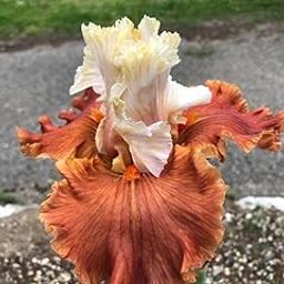 Ritz Farming® Flower bulb Vearty For Your Home Gardening Pack of 2 bulbs (Berded Iris Imported flower Bulbs)-image-15