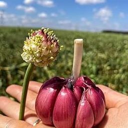 Ritz Farming® Pink garlic vegetable seeds for Home and Gardening (PACK OF 20 seeds)-image-17