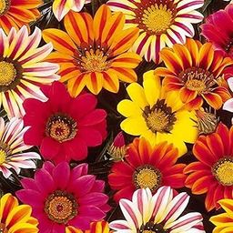 AYWAL Gazania Sunshine Mix Heirloom Flower Seeds (30 Seeds in Packet) G27-image-74