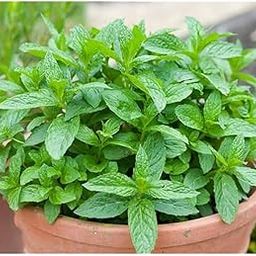 Live Green Fresh Pudina Mint Herb Plant With Black Plastic Pot ||Hybrid Plant||-image-56