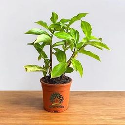 Gravendo Insulin Live Plant (Costus Igneus) for Diabetes – Ayurvedic Medicinal Plant | Natural Blood Sugar Control | Outdoor & Balcony Gardening | Chamaecostus Cuspidatus | Herbal Diabetes Remedy-image-83