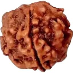 Galaxy Gems 2 Mukhi GOL Dana Rudraksha Original Certified Rarest Round Bead 2 Face Rudraksha Do Mukhi Rudraksha Daumukhi Rudaksha Nepali Prayer Bead Two Face Two Mukhi Rudraksha 2 मुखी गोल दाना-10