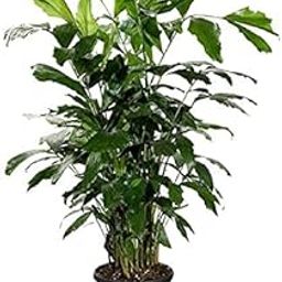 Grun Fishtail Palm Live Plant-image-7