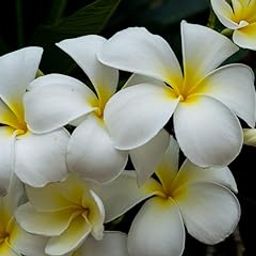 UVAWAS - Plumeria Dwarf Champa/Frangipani White Live Plant Pack of 1-image-54
