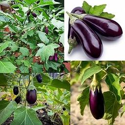 DIY Brinjal Grow Kit, 5-in-1 Organic Home Gardening Kit with Seeds, Pot, Vermicompost, Coco Peat, Cowdung Manure-image-69